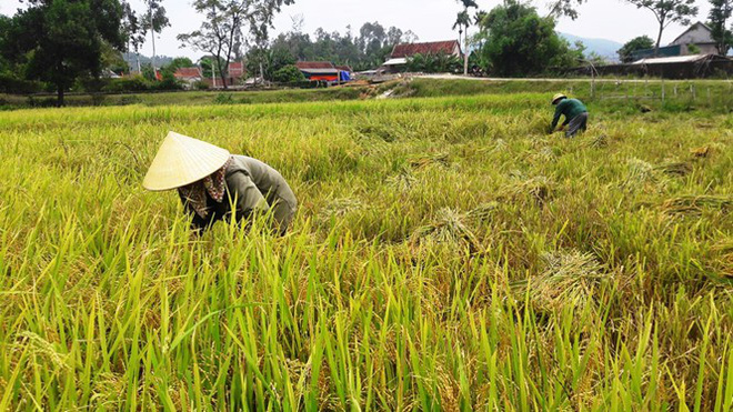 Giải mã mơ thấy gặt lúa